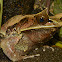 Malayan Horned Frog