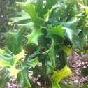 Chinese dwarf holly