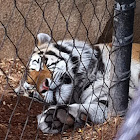 Mike the lsu tiger