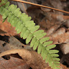 Fern