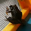 Frog or toad? Not sure.