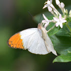 orange tip