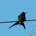 Swallow-Tailed Hummingbird