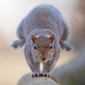 Squirrels Mania 1.0