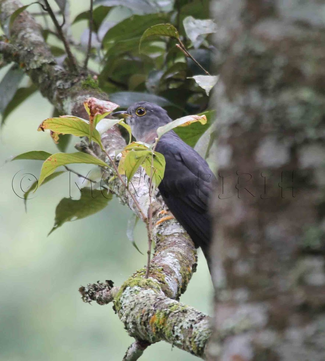 Himalayan / Oriental Cuckoo (Female)