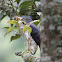 Himalayan / Oriental Cuckoo (Female)