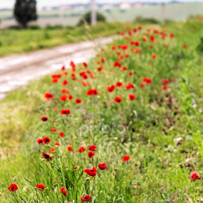 Last May Day by Ioana Laura - Landscapes Prairies, Meadows & Fields