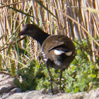 Moorhen; Pollo de Agua