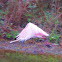 Roseate Spoonbill