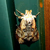 Gray-patched Prominent