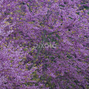 Violet Zone by Bernardo Carmo - Landscapes Forests