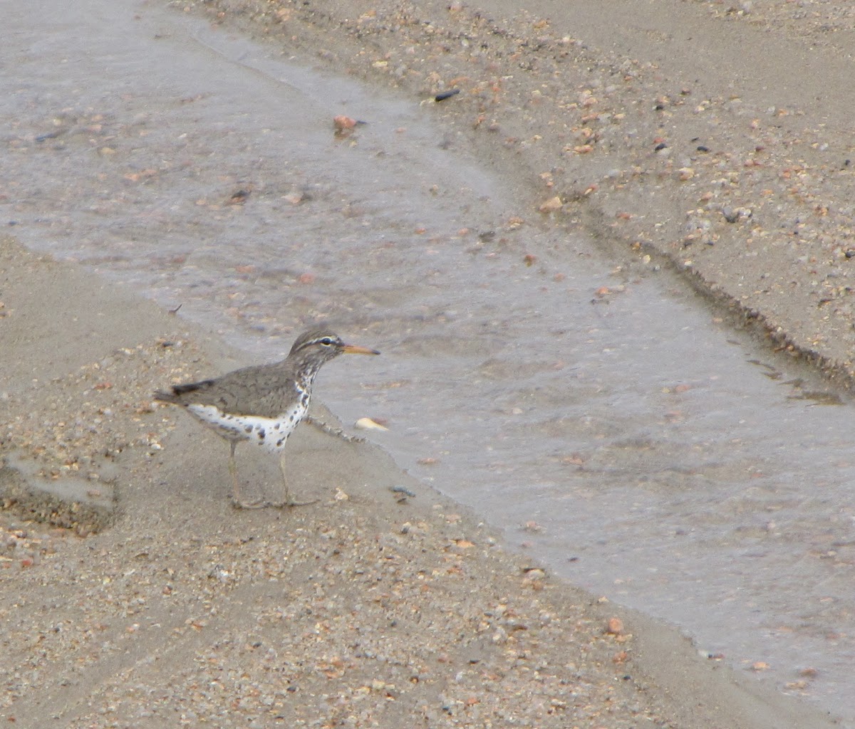 Spotted Sandpiper