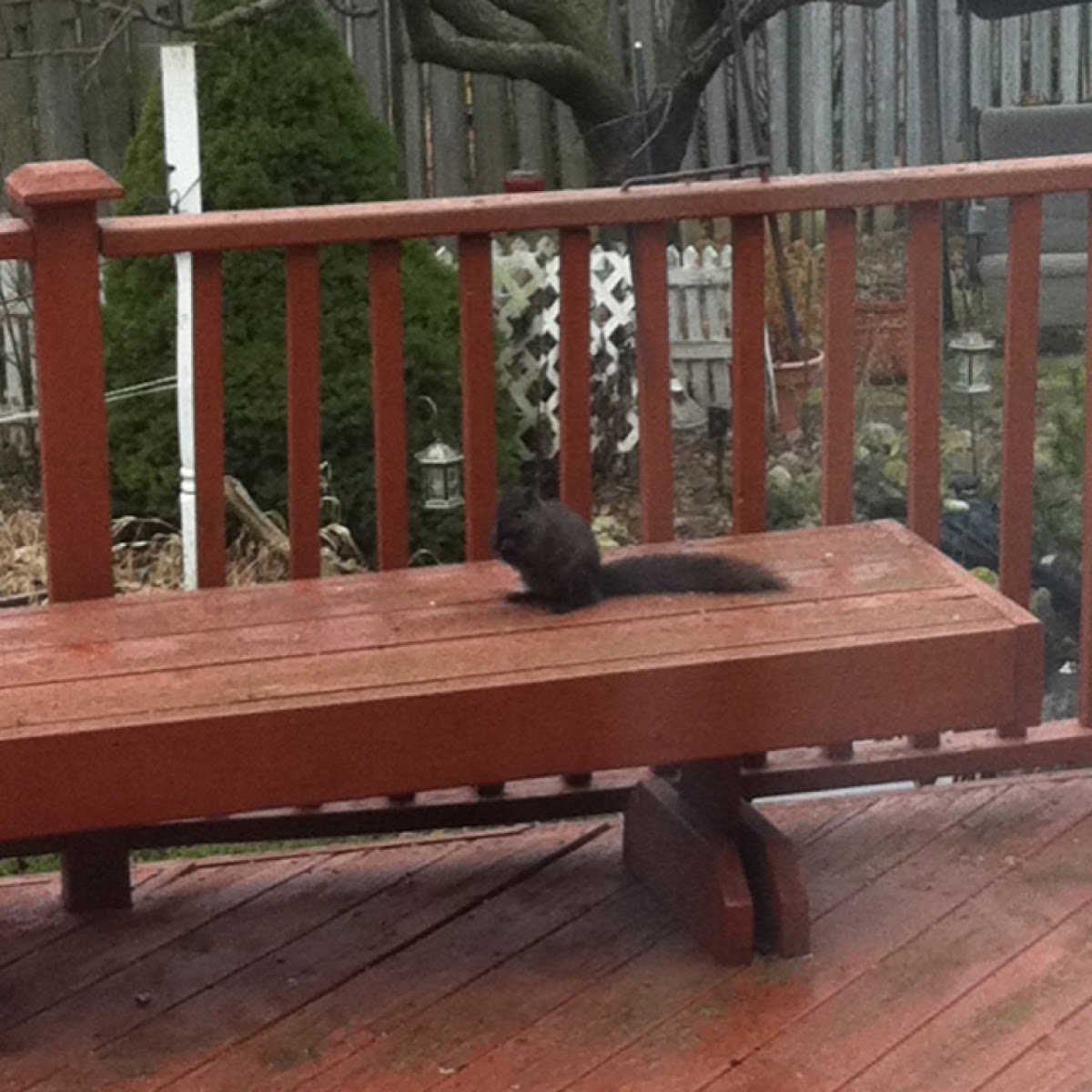 Black Eastern Gray squirrel (melanistic)