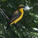 Olive-backed Sunbird or Yellow-bellied Sunbird