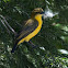 Olive-backed Sunbird or Yellow-bellied Sunbird