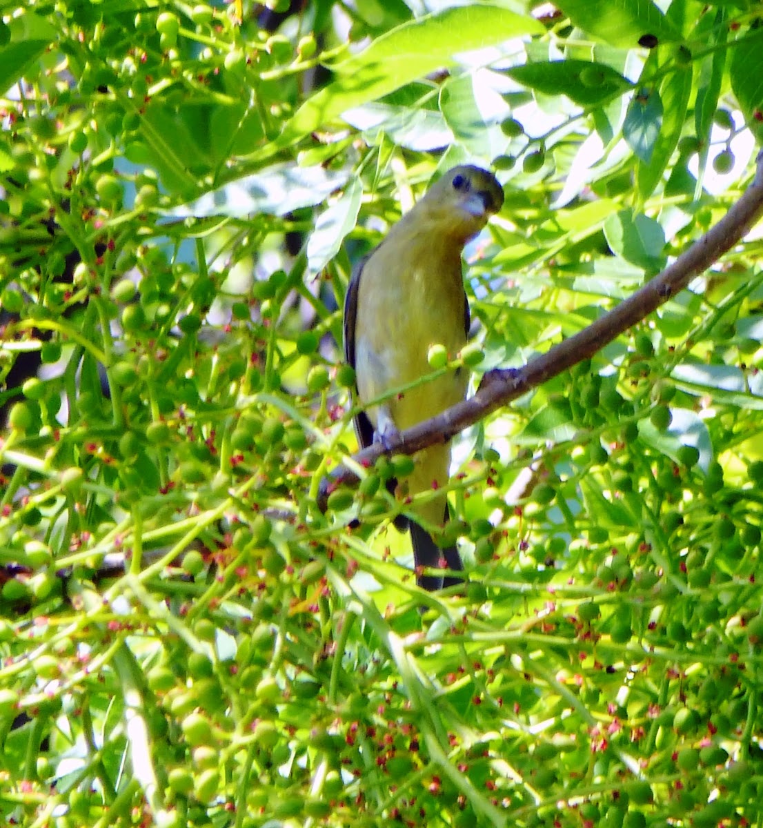 Lesser Gold Finch