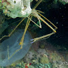 Arrow Crab & Comb Jellyfish