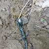 slimy salamander