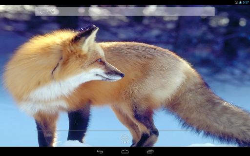 【免費個人化App】Fox in the snow HD Wallpaper-APP點子