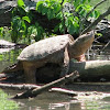 Common Snapping Turtle