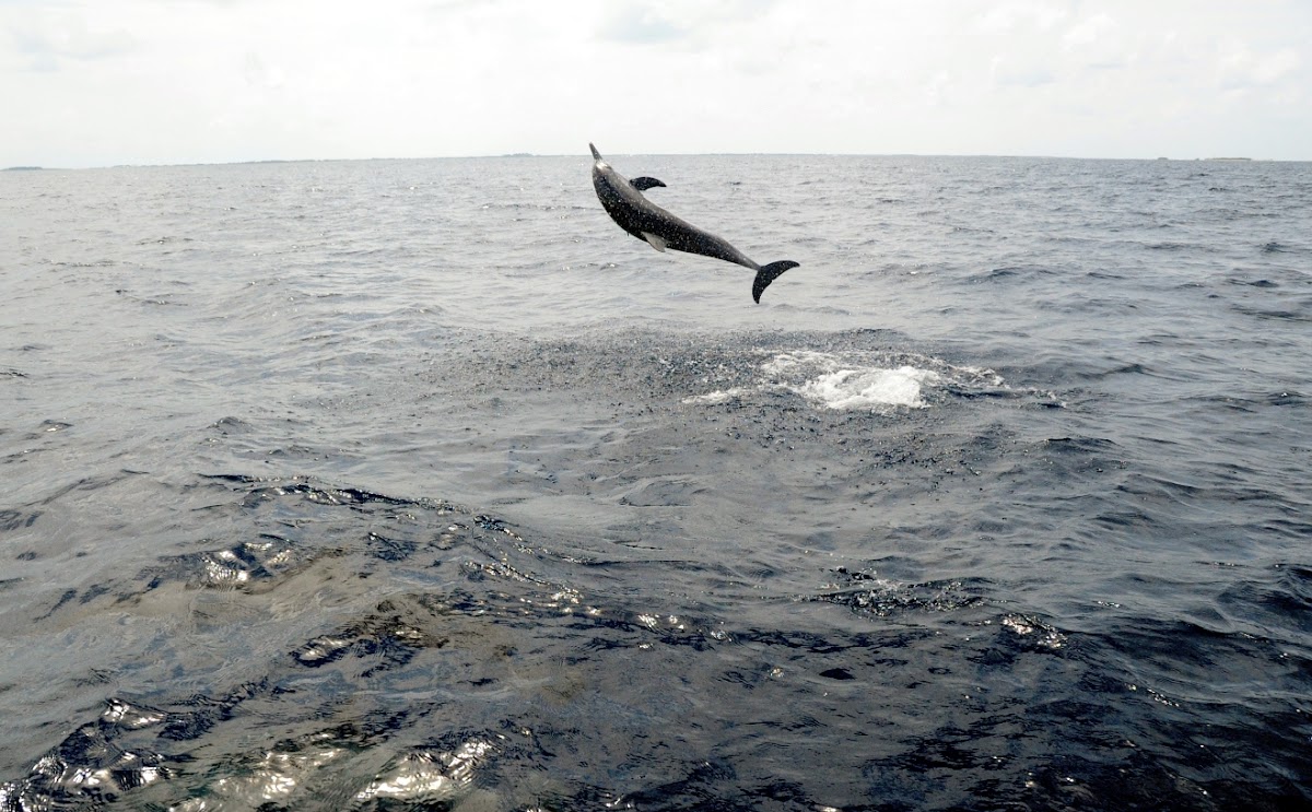 Spinner Dolphin