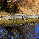 American Alligator