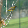 Yellow-Bellied Sunbird