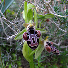Cyprus Bee Orchid