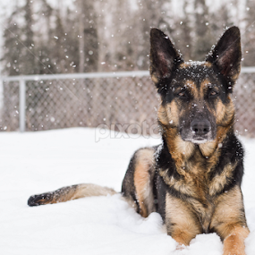 In the Snow by Mikahla Dorey - Animals - Dogs Portraits