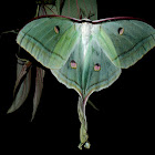 Indian Luna Moth
