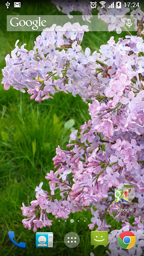 White Lilacs Live Wallpaper