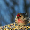 Redpoll