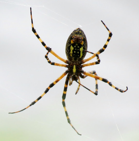 Black and yellow garden spider | Project Noah