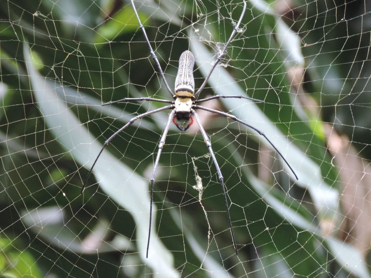 Golden Orb-web spider