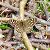 speckled Wood Butterfly