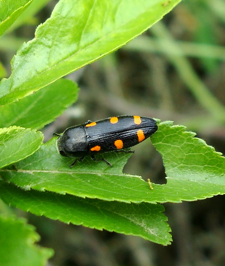 Ptosima Beetle