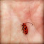 Red Milkweed Beetle
