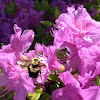 Half-black Bumble Bee