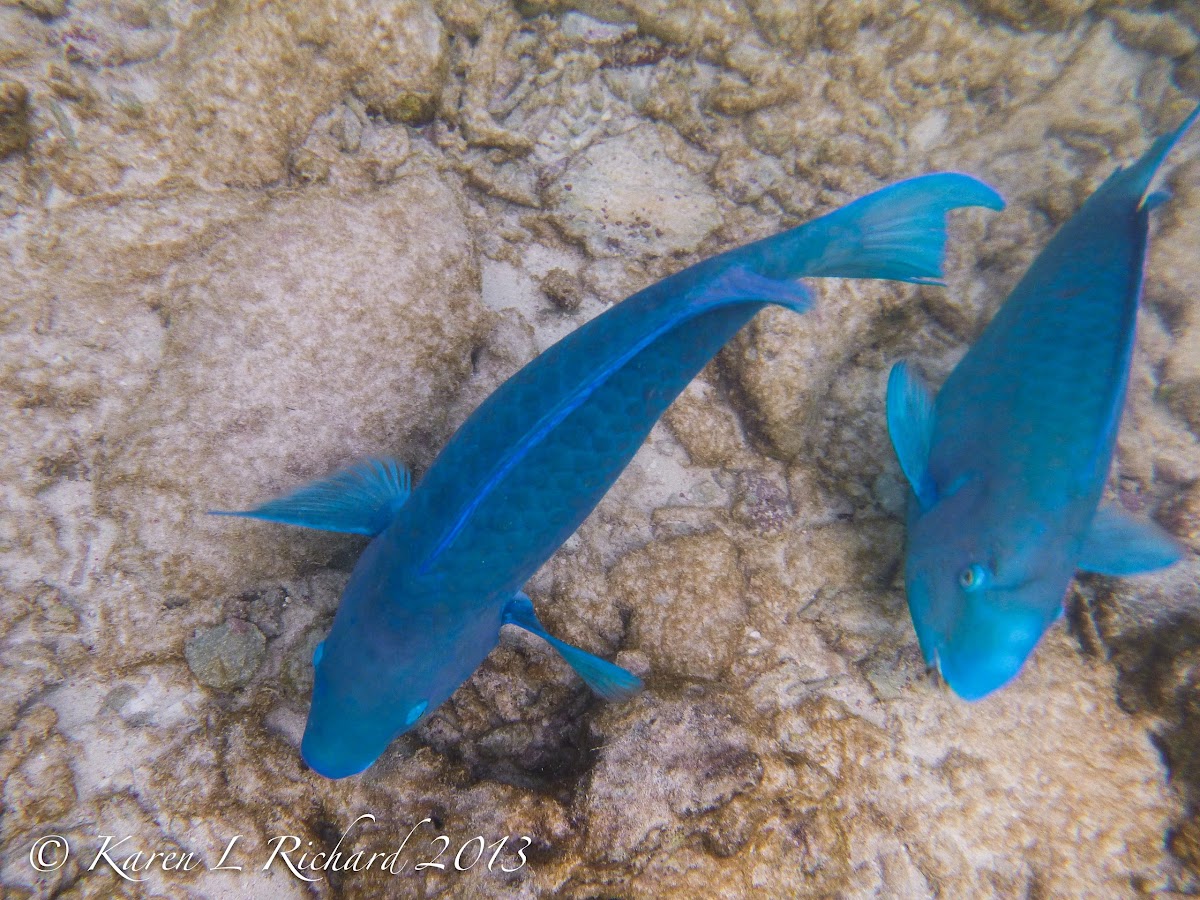 Blue parrotfish (terminal phase)