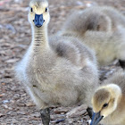 Canada Goose