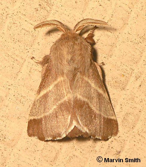 Eastern Tent Caterpillar Moth (Male)