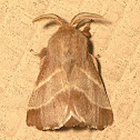 Eastern Tent Caterpillar Moth (Male)