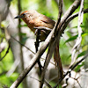 João-botina-do-brejo (Orange-breasted Thornbird)