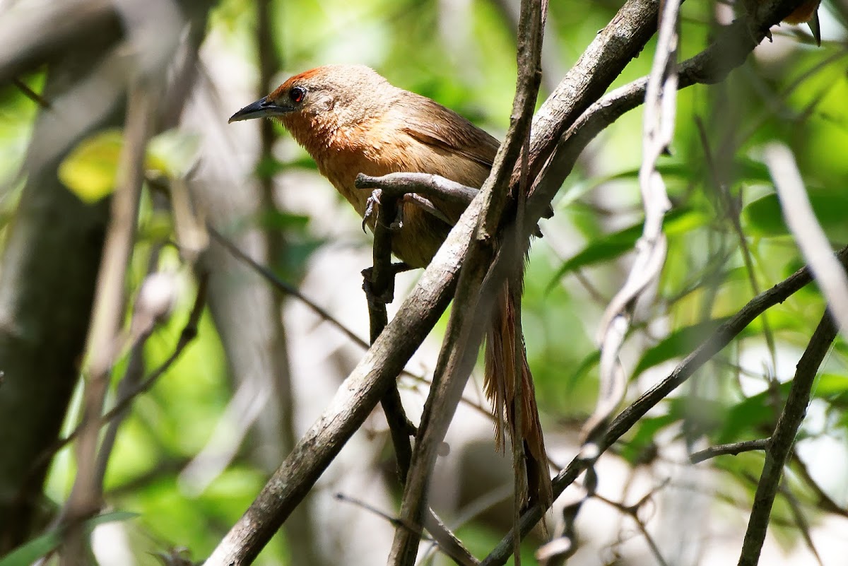 João-botina-do-brejo (Orange-breasted Thornbird)