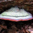 Red Banded Polypore