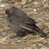 Brown-headed Cowbird