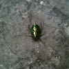 Beetle iridescent green