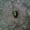 Beetle iridescent green