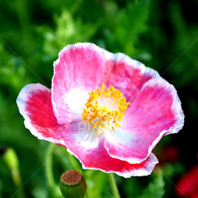 Where flowers Bloom  So does hope  by Rashmi Joshi - Flowers Single Flower