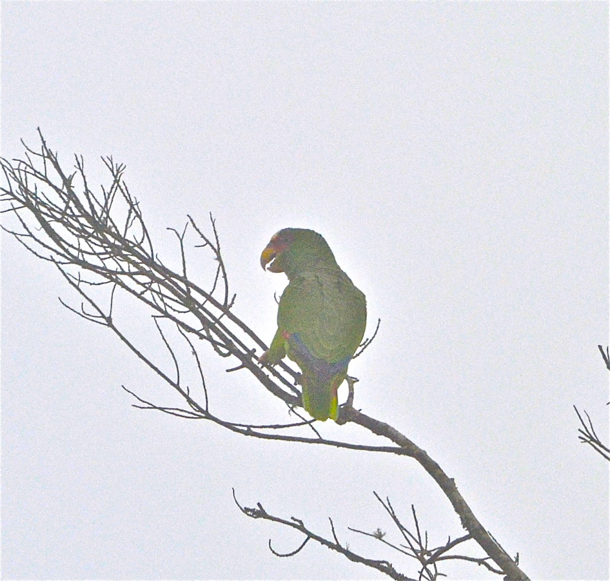 White-fronted Amazon Parrot